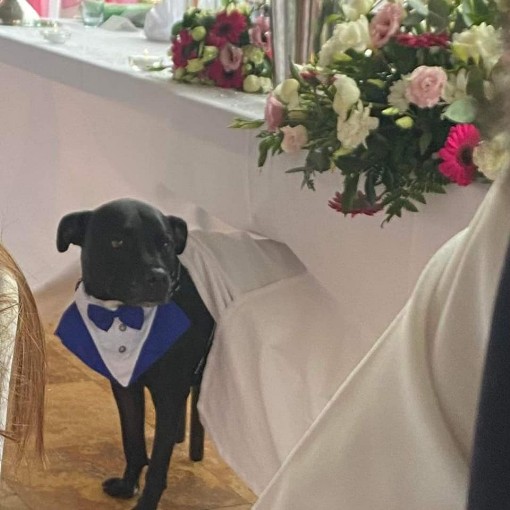 Dog Friendly Weddings Craig y Nos Castle