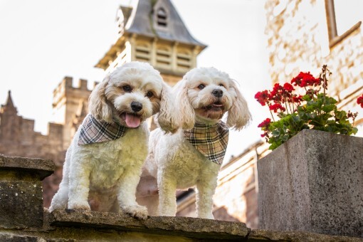 Dogs in front of clocktower Craig y Nos Castle