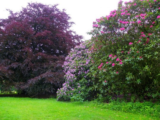 Red flowering rhododendron bushes at Craig y Nos Country Park in South Wales