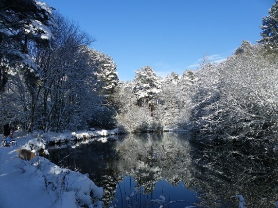 Craig y Nos Country Park Lake in winter, blue sky, snow covered trees reflected in lake water