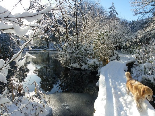 Craig y Nos Country Park Board Walk in deep snow, Golden Retriever walking 