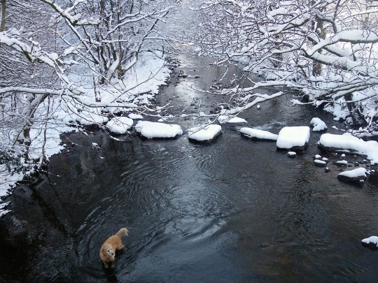 River Tawe stepping stone crossing in Craig y Nos Country Park covered in snow, Golden Retriever swimming in river