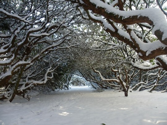 Country Park arched trees in covered in deep snow Craig y Nos in Wales
