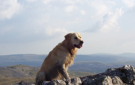 Golden Retriever Dog on mountain top in South Wales Brecon Beacons National Park